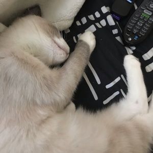 Meet your Posher, Griselda